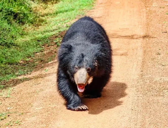 Wilpattu-1