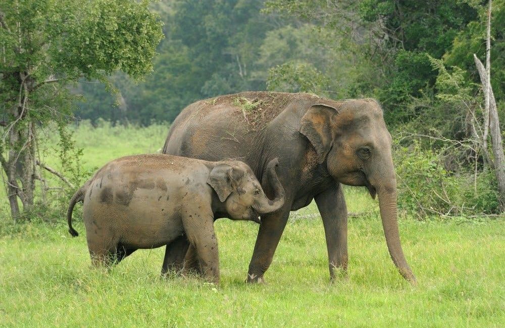 sri-lankan-elephant